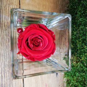 Rose éternelle « Amor »