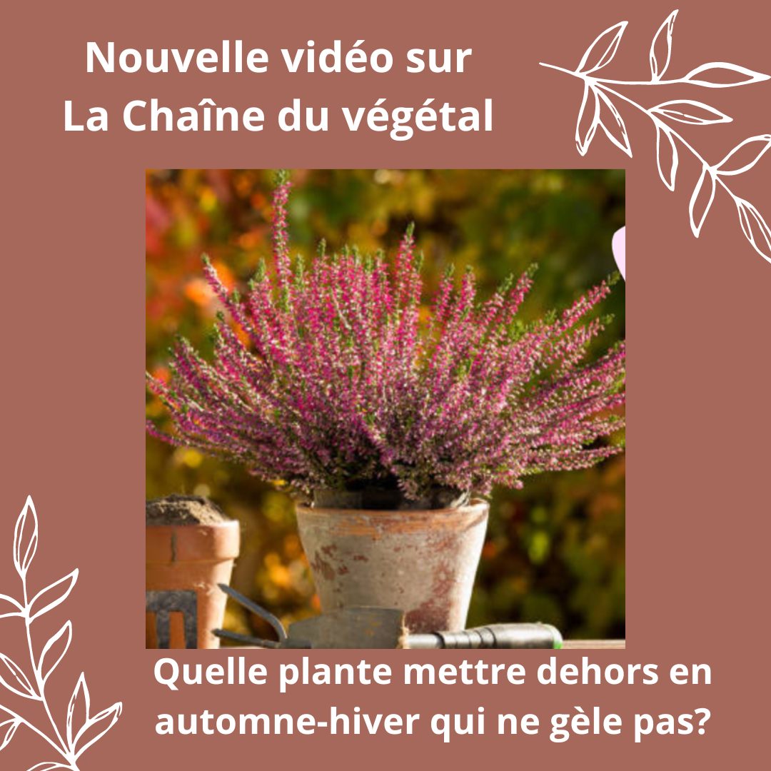 Lire la suite à propos de l’article Quelle plante mettre dehors en automne-hiver qui ne gèle pas?