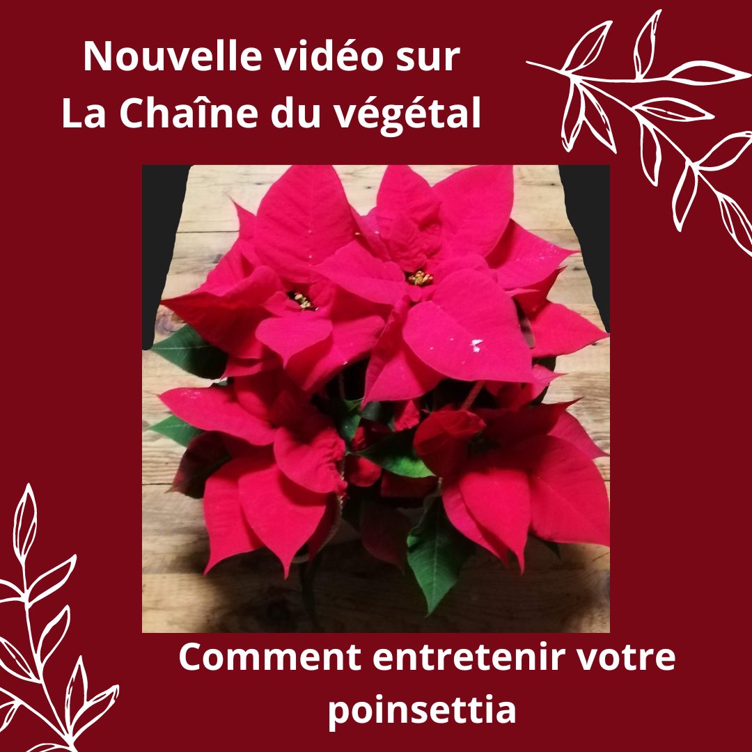 Lire la suite à propos de l’article Comment entretenir votre poinsettia